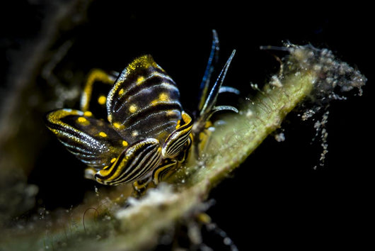 Black-lined Sapsucking Slug Romblon Close-up Wall Decal
