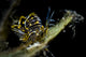Black-lined Sapsucking Slug Romblon Close-up Wall Decal