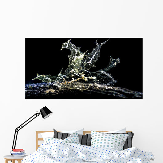 Melibe Engeli Romblon Philippines Wall Decal