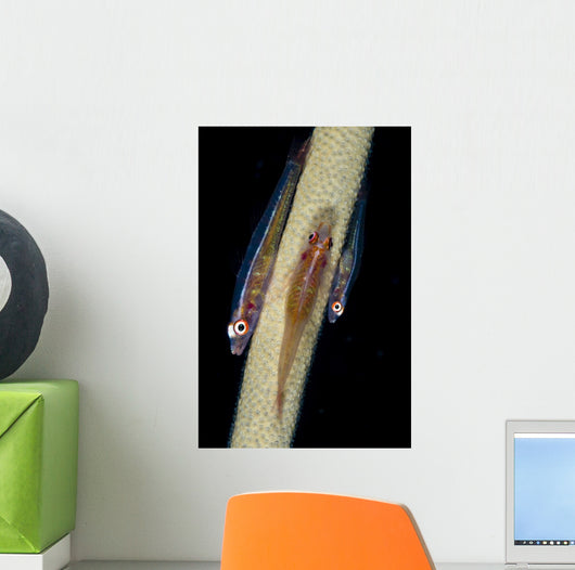 Three Large Whip Gobies Wall Decal