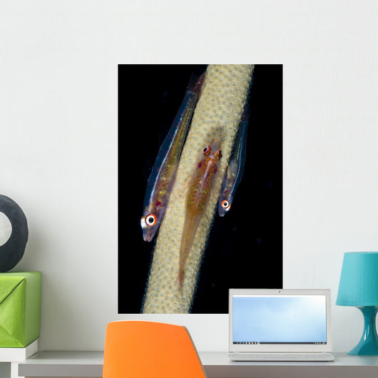 Three Large Whip Gobies Wall Decal