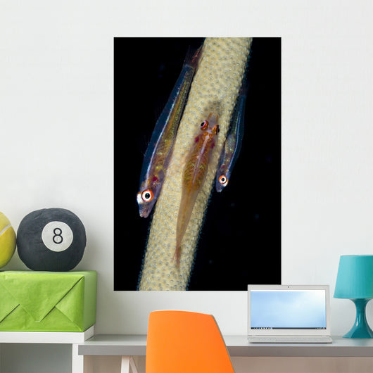 Three Large Whip Gobies Wall Decal