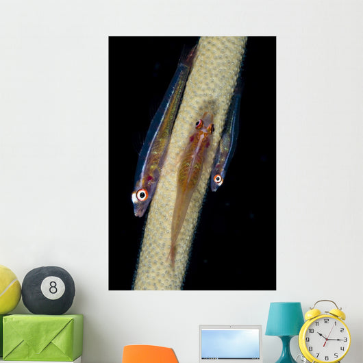 Three Large Whip Gobies Wall Decal