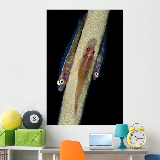 Three Large Whip Gobies Wall Decal