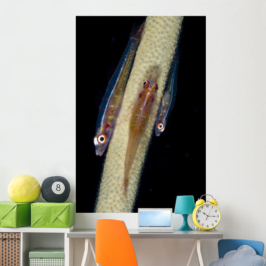 Three Large Whip Gobies Wall Decal