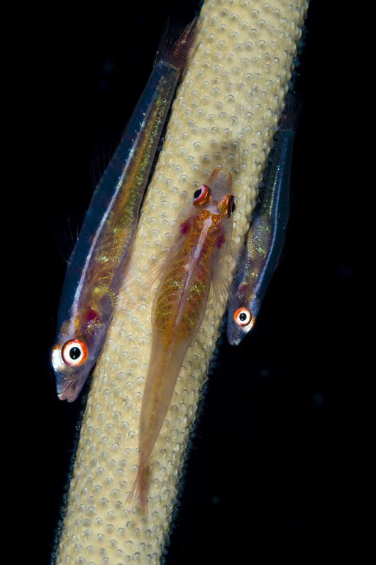 Three Large Whip Gobies Wall Decal