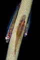 Three Large Whip Gobies Wall Decal