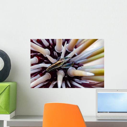 Undescribed Urchin Shrimp Romblon Wall Decal
