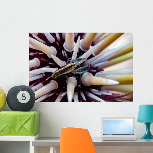 Undescribed Urchin Shrimp Romblon Wall Decal