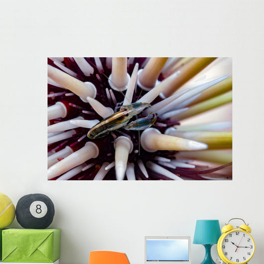 Undescribed Urchin Shrimp Romblon Wall Decal