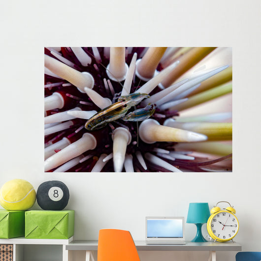 Undescribed Urchin Shrimp Romblon Wall Decal