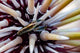 Undescribed Urchin Shrimp Romblon Wall Decal