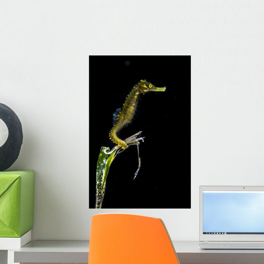 Pelagic Seahorse Floating Black Vertical Wall Decal