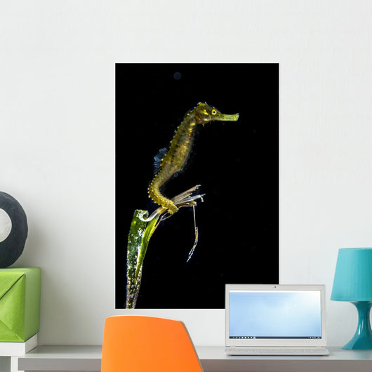 Pelagic Seahorse Floating Black Vertical Wall Decal
