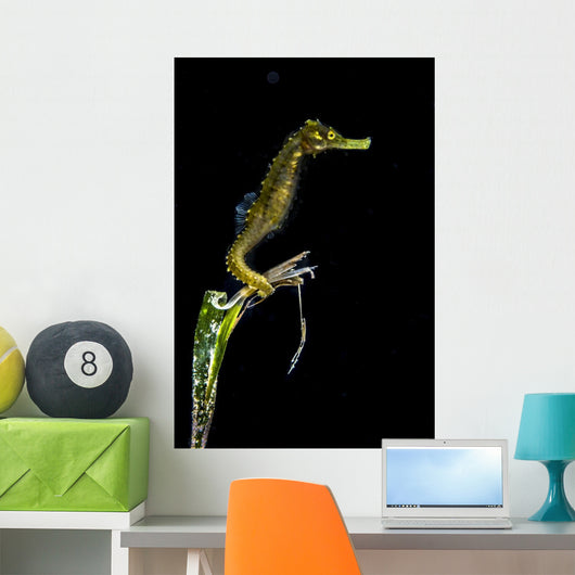 Pelagic Seahorse Floating Black Vertical Wall Decal