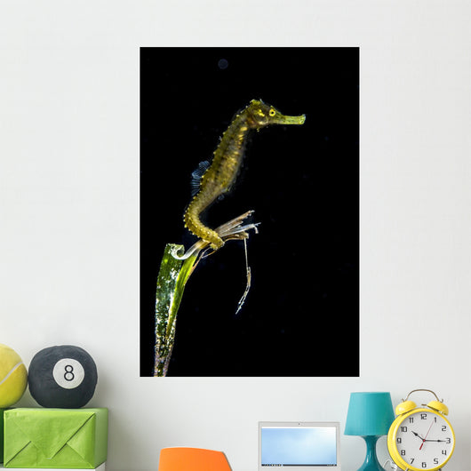 Pelagic Seahorse Floating Black Vertical Wall Decal