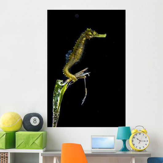 Pelagic Seahorse Floating Black Vertical Wall Decal