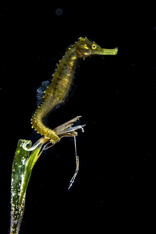 Pelagic Seahorse Floating Black Vertical Wall Decal