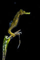 Pelagic Seahorse Floating Black Vertical Wall Decal