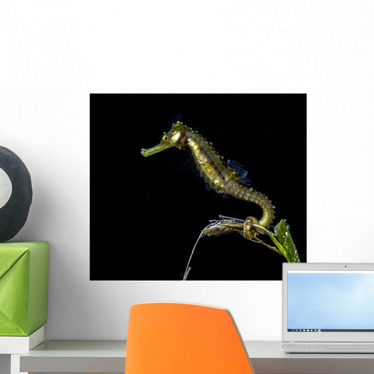 Pelagic Seahorse Floating Black Wall Decal