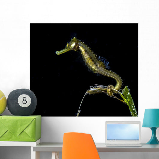 Pelagic Seahorse Floating Black Wall Decal
