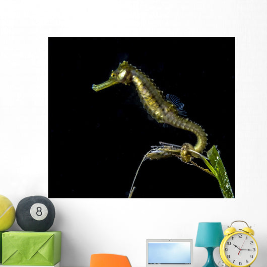 Pelagic Seahorse Floating Black Wall Decal