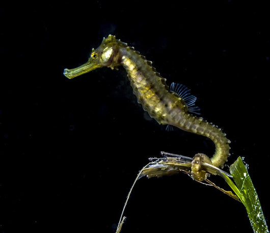 Pelagic Seahorse Floating Black Wall Decal