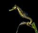 Pelagic Seahorse Floating Black Wall Decal