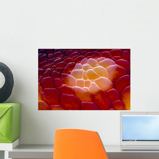 Close-up Spanish Dancer Cebu Wall Decal