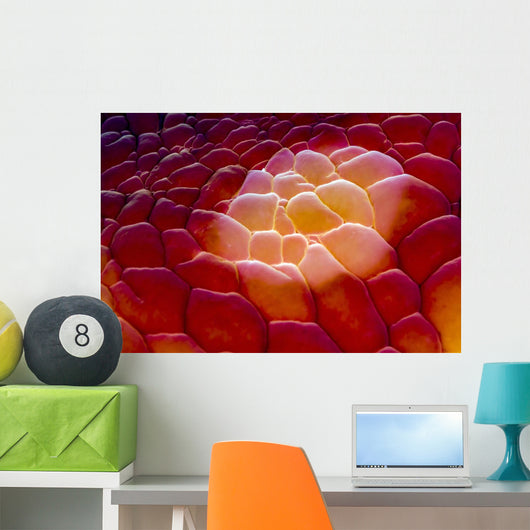 Close-up Spanish Dancer Cebu Wall Decal