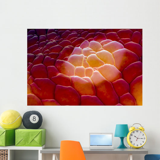 Close-up Spanish Dancer Cebu Wall Decal