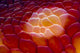 Close-up Spanish Dancer Cebu Wall Decal