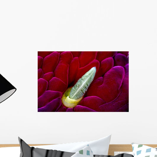 Close-up Spanish Dancer Rhinophore Wall Decal