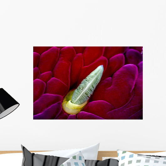 Close-up Spanish Dancer Rhinophore Wall Decal