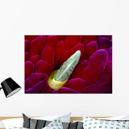 Close-up Spanish Dancer Rhinophore Wall Decal