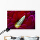 Close-up Spanish Dancer Rhinophore Wall Decal