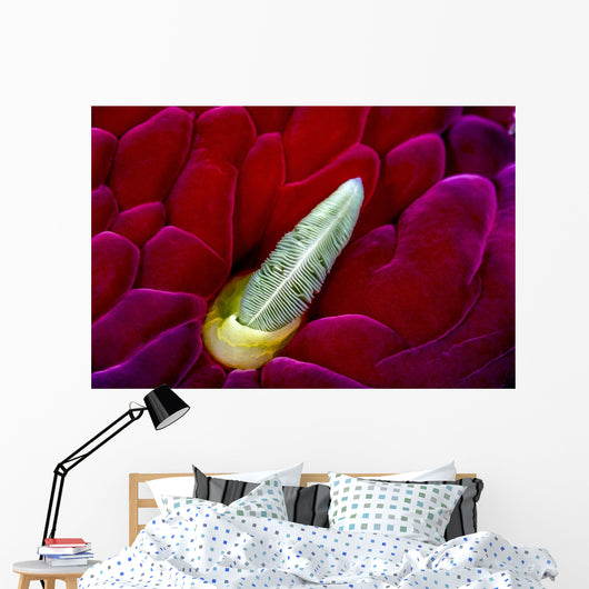 Close-up Spanish Dancer Rhinophore Wall Decal