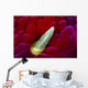 Close-up Spanish Dancer Rhinophore Wall Decal