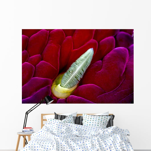 Close-up Spanish Dancer Rhinophore Wall Decal