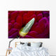 Close-up Spanish Dancer Rhinophore Wall Decal