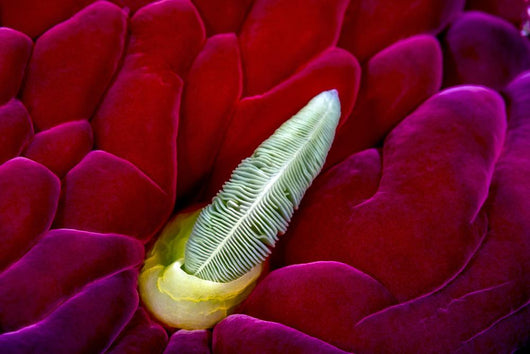 Close-up Spanish Dancer Rhinophore Wall Decal