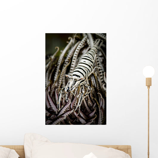 Crinoid Shrimp Cebu Philippines Black and White Wall Decal