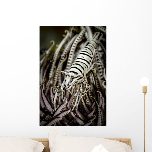 Crinoid Shrimp Cebu Philippines Black and White Wall Decal