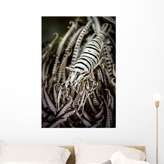Crinoid Shrimp Cebu Philippines Black and White Wall Decal