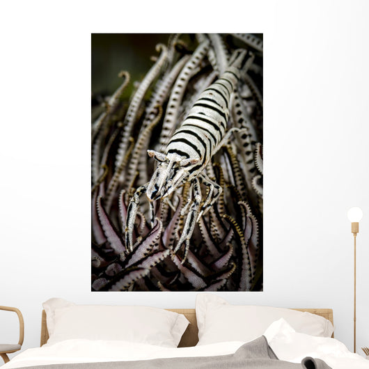 Crinoid Shrimp Cebu Philippines Black and White Wall Decal