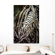 Crinoid Shrimp Cebu Philippines Black and White Wall Decal