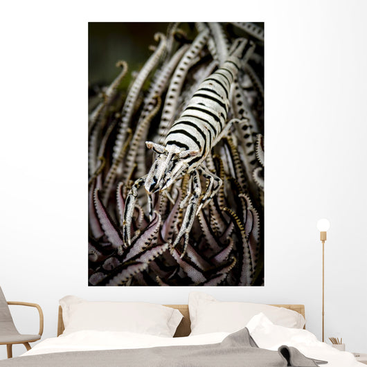 Crinoid Shrimp Cebu Philippines Black and White Wall Decal