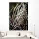 Crinoid Shrimp Cebu Philippines Black and White Wall Decal