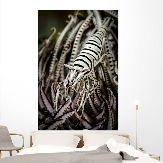 Crinoid Shrimp Cebu Philippines Black and White Wall Decal