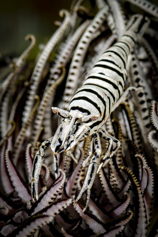 Crinoid Shrimp Cebu Philippines Black and White Wall Decal